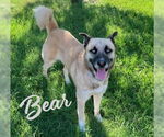 Small #2 Anatolian Shepherd-Siberian Husky Mix