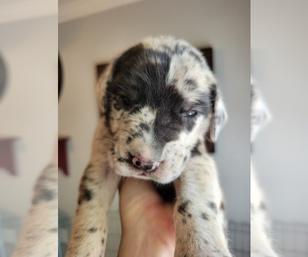 Medium Photo #6 Daniff-Neapolitan Mastiff Mix Puppy For Sale in MONTEVIEW, ID, USA