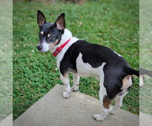 Rat Terrier Dogs for adoption in Atlanta, GA, USA