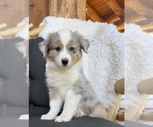 Medium Miniature Australian Shepherd