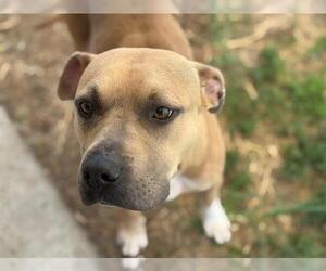 American Pit Bull Terrier-Unknown Mix Dogs for adoption in Tulsa, OK, USA