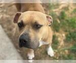 Small American Pit Bull Terrier Mix