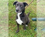 Small #2 Labrador Retriever Mix