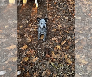 Australian Cattle Dog Puppy for Sale in OREGON HOUSE, California USA
