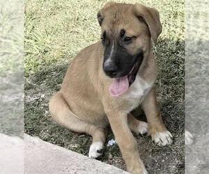 A661508 - Female Boxer Dog for Adoption - Photo #2