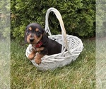 Small #1 Dachshund