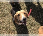Small Photo #1 Beagle Puppy For Sale in MUSTANG, OK, USA