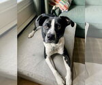 Jax - Female Mutt Dog for Adoption - Small photo