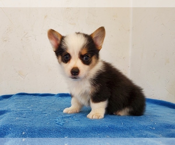 Medium Photo #1 Pembroke Welsh Corgi Puppy For Sale in CLARK, MO, USA