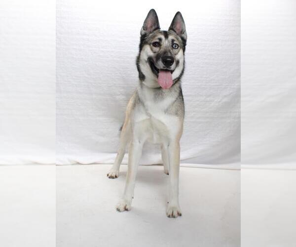 Medium Photo #1 Gerberian Shepsky Puppy For Sale in Burbank, CA, USA