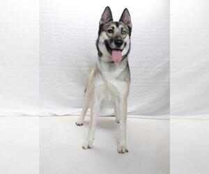 Gerberian Shepsky Dogs for adoption in Burbank, CA, USA