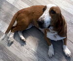 Small Basset Hound