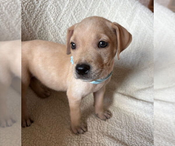 Medium Photo #1 American Staffordshire Terrier-Labrador Retriever Mix Puppy For Sale in Lakewood, CO, USA
