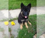 Small Photo #6 German Shepherd Dog Puppy For Sale in HENRYETTA, OK, USA