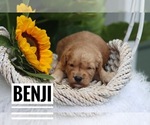 Image preview for Ad Listing. Nickname: Benji