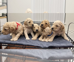 Goldendoodle Litter for sale in COLORADO SPRINGS, CO, USA