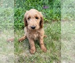 Small #26 Goldendoodle