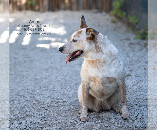 Medium Photo #1 Mutt Puppy For Sale in Manchester, MO, USA