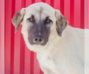Anatolian Shepherd Dogs for adoption in Tracy, CA, USA