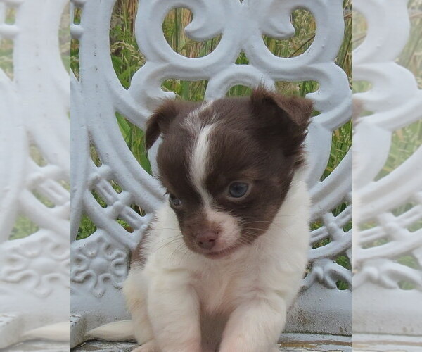 Medium Photo #16 Chihuahua Puppy For Sale in HAYES, VA, USA