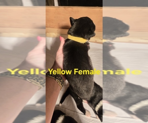 Medium Photo #36 English Shepherd Puppy For Sale in NEW CASTLE, IN, USA
