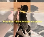 Small Photo #36 English Shepherd Puppy For Sale in NEW CASTLE, IN, USA