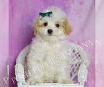 Small Photo #91 Maltipoo (Miniature) Puppy For Sale in WARSAW, IN, USA