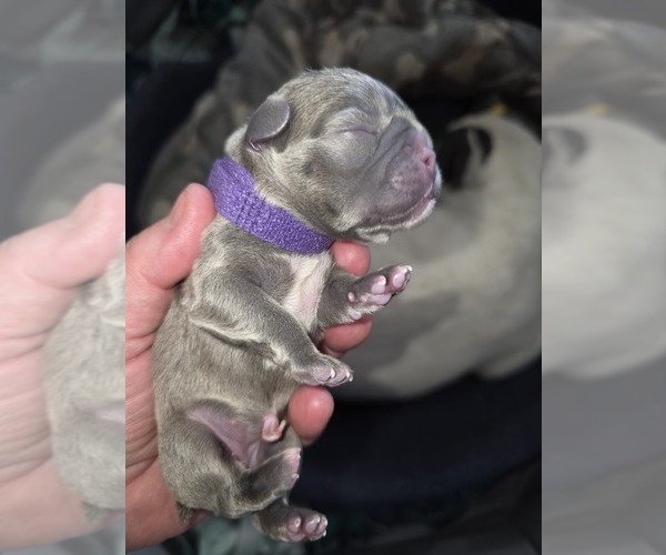 Medium Photo #24 French Bulldog Puppy For Sale in BLANCA, CO, USA