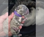 Small #23 French Bulldog