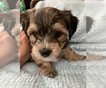 Small Photo #7 Havanese Puppy For Sale in FREDERICK, MD, USA