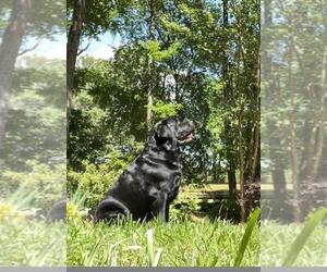 Father of the Labrador Retriever puppies born on 04/01/2024