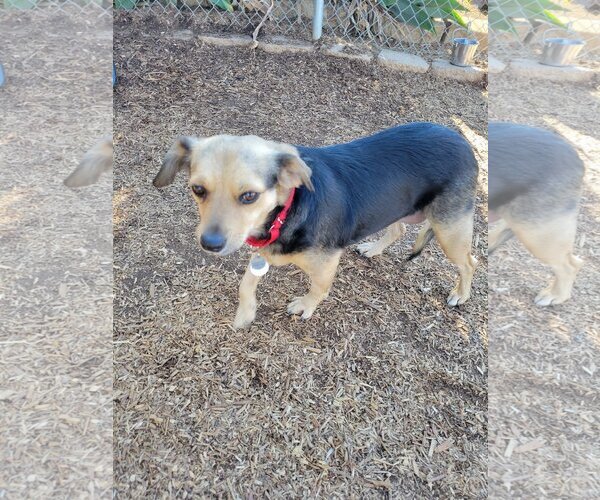 Medium Photo #2 Beagle-Unknown Mix Puppy For Sale in  Ramona, CA, USA
