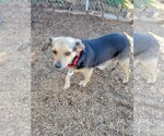 Small Photo #2 Beagle-Unknown Mix Puppy For Sale in  Ramona, CA, USA