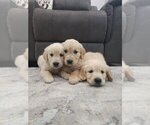 Small #7 Golden Retriever