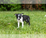 Small #20 Boston Terrier