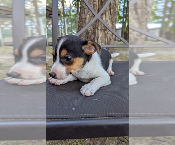 Medium Photo #4 Rat Terrier Puppy For Sale in WHITAKERS, NC, USA