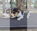 Small #3 Rat Terrier