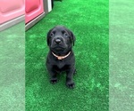 Small #9 Labrador Retriever