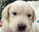 Puppy 5 Labrador Retriever