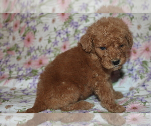 Goldendoodle (Miniature) Puppy for sale in BLMGTN, IN, USA