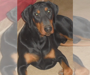 Father of the Doberman Pinscher puppies born on 03/31/2024