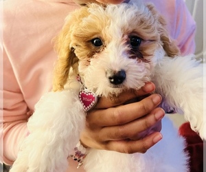 Poodle (Miniature) Puppy for sale in FORT WASHINGTON, MD, USA