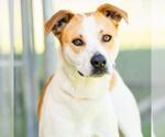 Small #1 American Pit Bull Terrier Mix