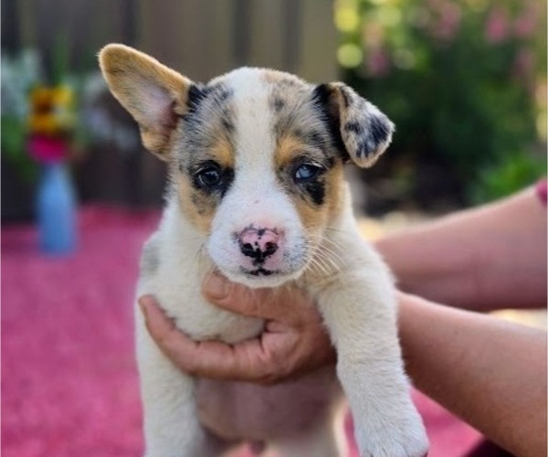 Medium Photo #11 Augi Puppy For Sale in MEADOWS OF DAN, VA, USA