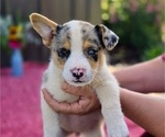 Small Photo #11 Augi Puppy For Sale in MEADOWS OF DAN, VA, USA