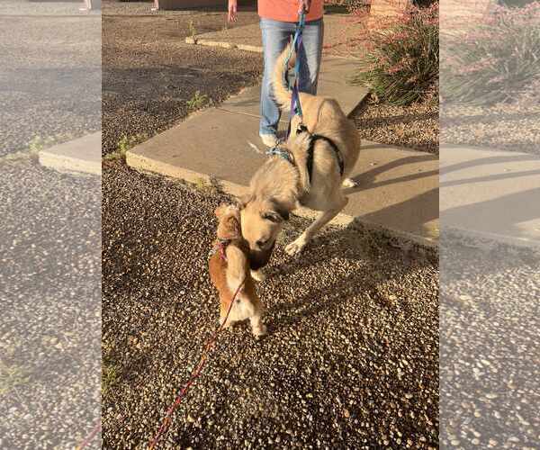 Medium Photo #5 Norfolk Terrier-Unknown Mix Puppy For Sale in Gretna, NE, USA
