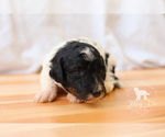 Small Photo #7 Bernedoodle Puppy For Sale in CARLOCK, IL, USA