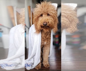 Father of the Goldendoodle mix (+ Poodle Standard) puppies born on 07/15/2026