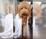 Small Photo #1 Goldendoodle mix (+ Poodle Standard) Puppy For Sale in BLACK HAWK, CO, USA