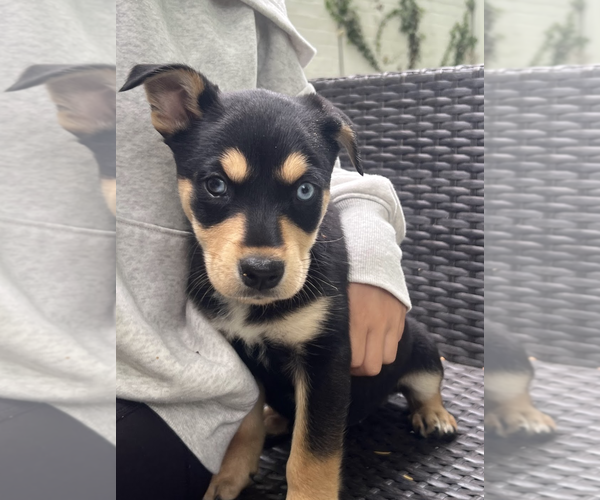 Medium Photo #2 Mutt Puppy For Sale in Rockville, MD, USA